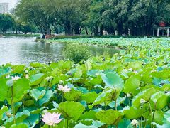 -荔湾湖公园