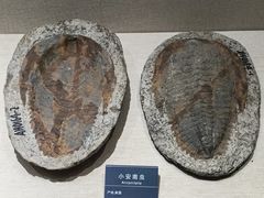 -安徽省地质博物馆