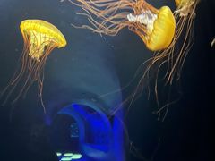 -欢乐海岸海洋奇梦馆