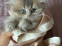 -瑞派申生动物医院·24H夜诊·国际动物医疗中心·骨外科(吴中路店)