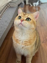 -飛凡TATTOO纹身•原创