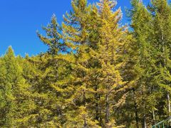 -苏木山森林公园