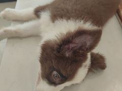 -共舞时光猫咖·狗咖(新街口店)