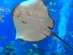 -三亚海棠湾万丽度假酒店