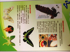 16.9-上海大自然野生昆虫馆