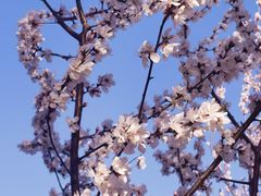 -桃花堤公园