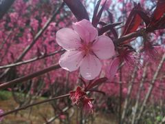 -上海市龙华烈士陵园