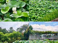 -广州莲花山旅游区