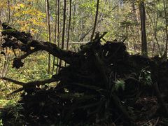 -五营红松林海景区