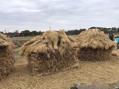 -广富林郊野公园