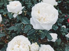 -人民公园(罗湖区)