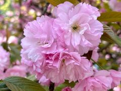 -新虹桥中心花园