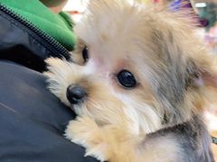 -FAELING PETS美天灵宠物(富力广场店)