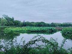 -金银湖国家城市湿地公园