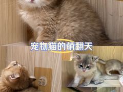 -屋虎猫馆(宝安大仟里店)