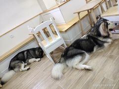 -李小姐の猫咖啡馆(五角场店)