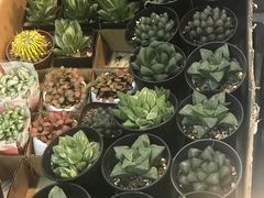 -双季花艺园艺市场(浦东店)