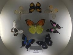 -上海大自然野生昆虫馆(东方明珠·爬宠昆虫探索中心)