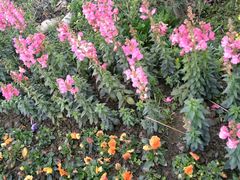 -桤木河湿地公园