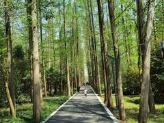 -东平国家森林公园
