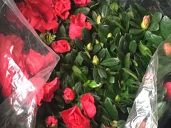 -保定市花鸟鱼虫市场