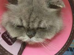 -瑞派宠物医院·24小时骨科·心脏·核磁(哈尔滨南岗店)