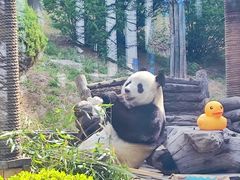 -大连森林动物园