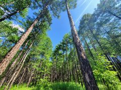 -莫尔道嘎国家森林公园