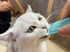 -猫咪派对(江南西店)