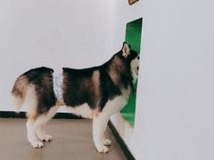 -Husky Go! 哈士奇体验馆·宠物咖啡厅狗咖