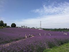 -紫颐香薰山谷景区
