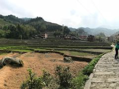 -紫鹊界梯田景区