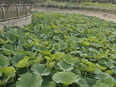 -保定东湖公园(莲池区)