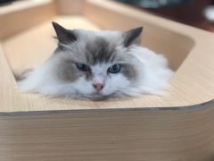 -瞄一喵猫咖(格力海岸店)