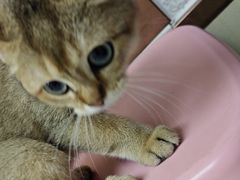 -宠颐生宠物医院·心肾内科·猫专科诊疗中心宠巢店