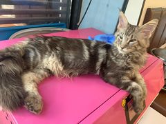 -青石桥花鸟鱼虫市场(叠翠城店)