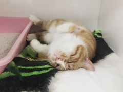 -瑞派·关忠动物医院·异宠专科·犬猫肿瘤·皮肤专科(望京店)