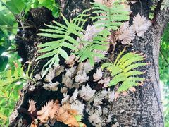 -广州神农草堂中医药博物馆