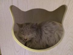 海妖酒吧-Sirena海妖日咖夜酒