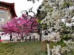 -西安青龙寺遗址景区
