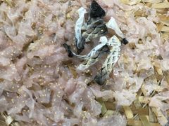 -官塘鱻鱻鱼生