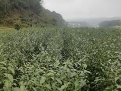 -新安江山水画廊风景区