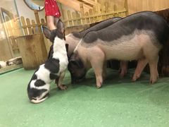 -藦茜花园宠物主题亲子互动体验馆(国顺东路店)