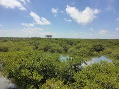 -北海金海湾红树林生态旅游区