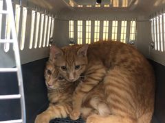 -美联众合动物医院(·中兽医·疑难杂症·严家桥分院)