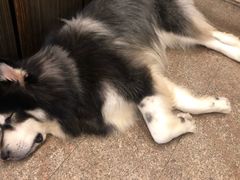 -more than meow吴止猫主题餐厅(承德 中船汇店)