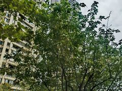 -重庆市江北嘴中央商务区中央公园