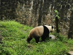 -都江堰中华大熊猫苑