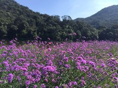 -广州市石门国家森林公园