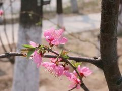 -桃花堤公园